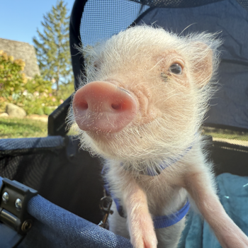 Noble Mini Pigs — Juliana mini piglet