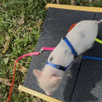 Noble Mini Pigs — Juliana mini piglet