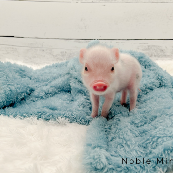 Noble Mini Pigs — Juliana mini piglet