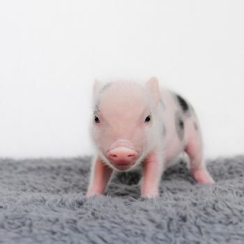 baby gray 5 — Noble Mini Pigs
