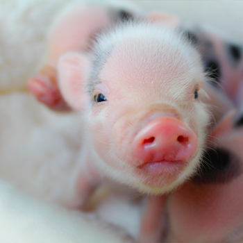 Juliana mini piglet at Noble Mini Pigs