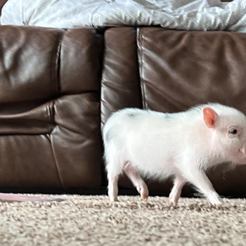 baby walking — Noble Mini Pigs