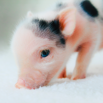 blue eyed baby — Noble Mini Pigs