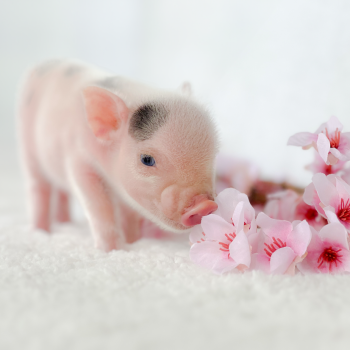 flower girl — Noble Mini Pigs