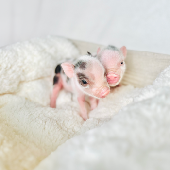 home babies — Noble Mini Pigs